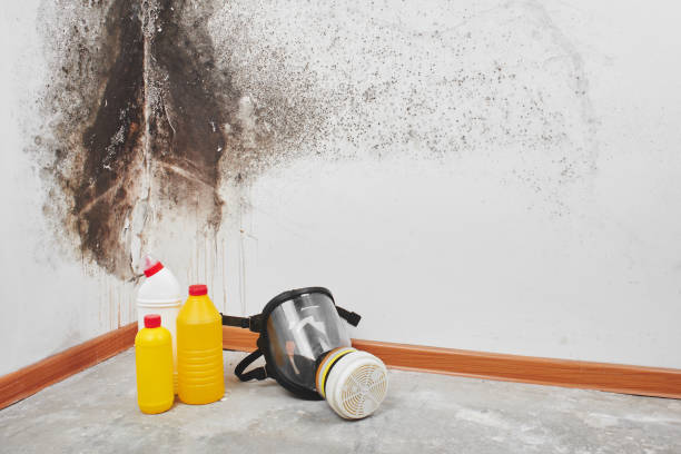 Mold Removal Process in Cheraw, SC