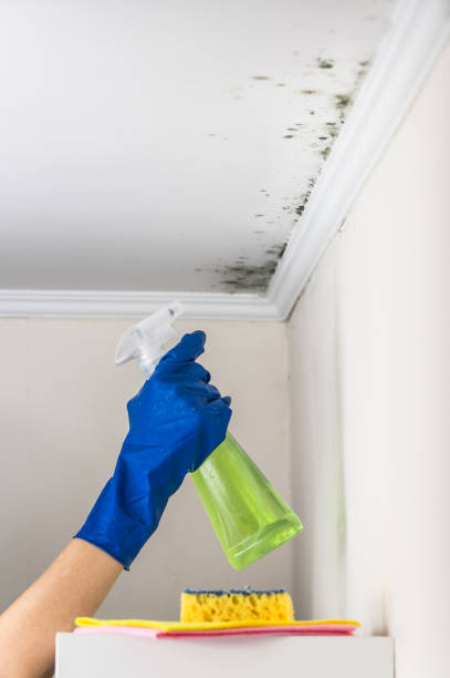 Best Mold Damage Repair  in Cheraw, SC